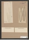 Navicula dariana A.S. (de-Toni-Nr.: Genus 1, Species 23) Zeichnungen Sammlung Grunow Nr. 61 (NHMW-BOT-W0366254)